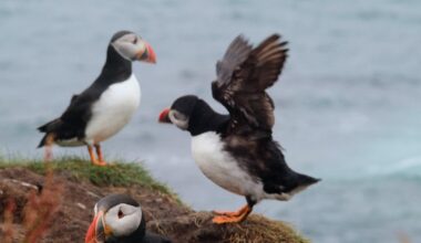 Puffins on Lunga!