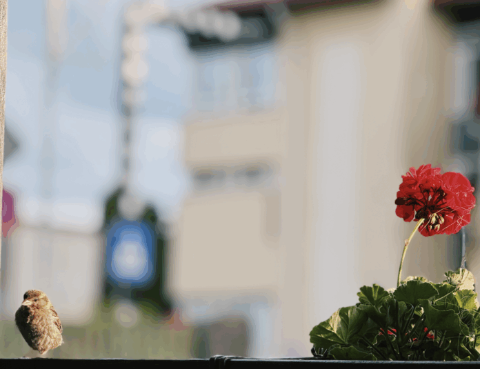 Thunderstorms, hail, and gusty winds – Latvia issues warning for dangerous weather conditions