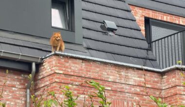 Brandweer rukt uit voor hond die door spijlen balkon glipt en in dakgoot belandt
