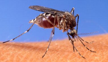 Italia, 32 casi di virus West Nile secondo l'Iss: altre 12 infezioni in provincia di Latina
