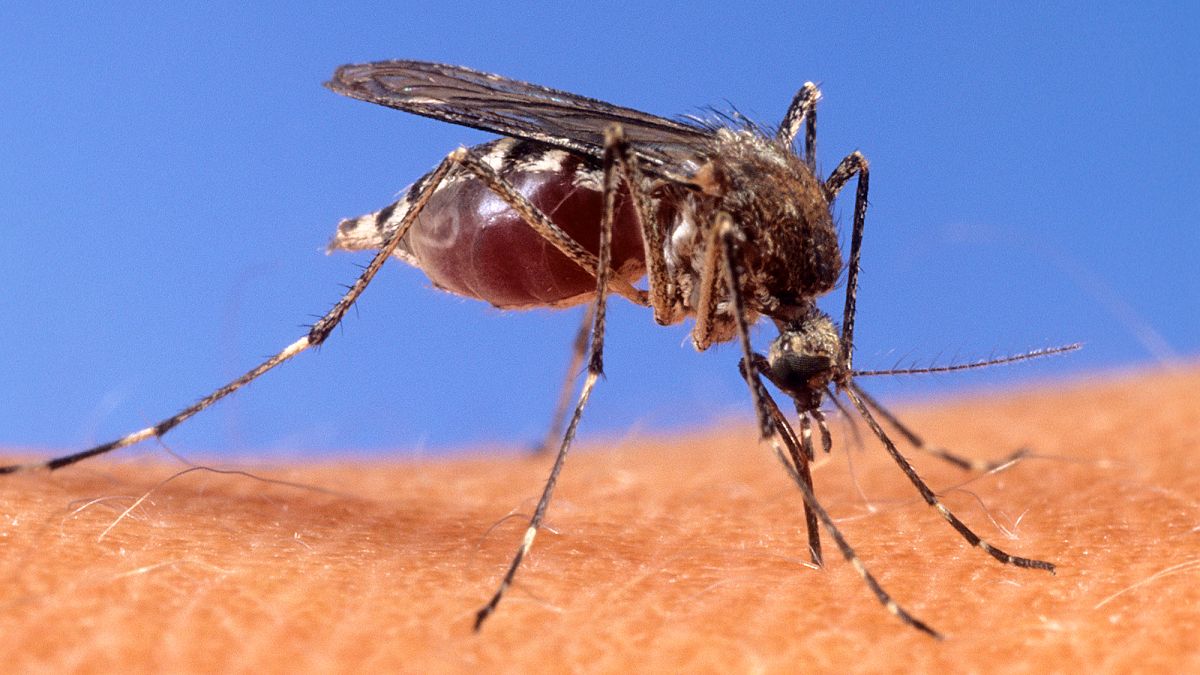 Italia, 32 casi di virus West Nile secondo l'Iss: altre 12 infezioni in provincia di Latina