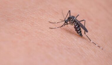 Mosquito-borne diseases are a growing problem in Europe. How can they be kept in check?