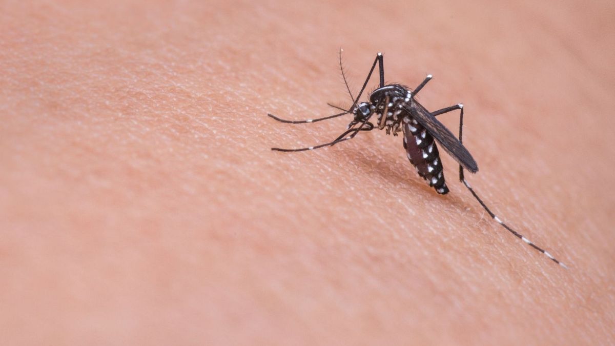 Mosquito-borne diseases are a growing problem in Europe. How can they be kept in check?