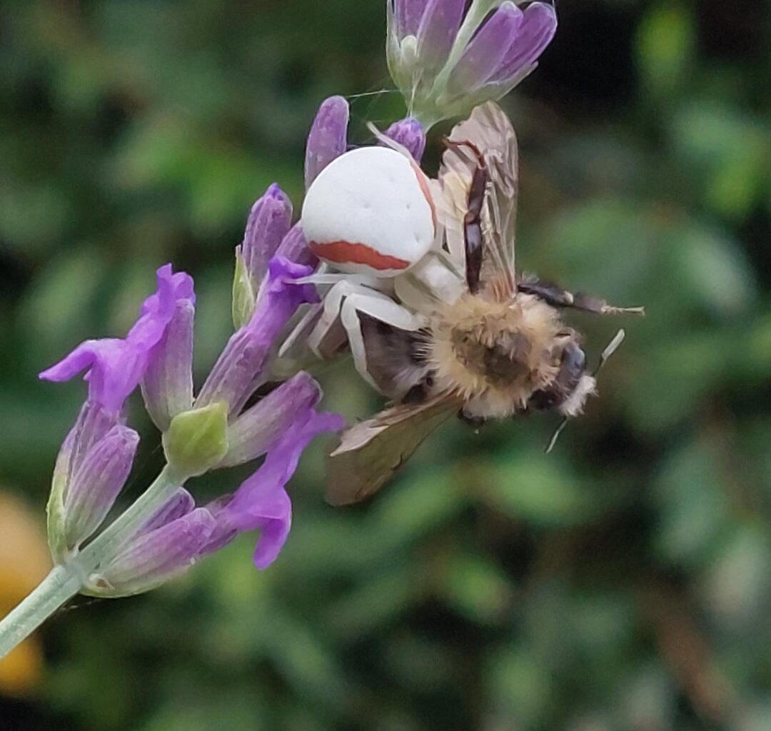 Welche Art Spinne verwandelt meinen Lavendel in einen Tatort?