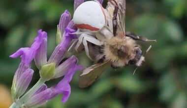 Welche Art Spinne verwandelt meinen Lavendel in einen Tatort?