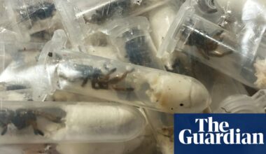 About 1,500 tarantulas found hidden in cake boxes at German airport | Germany