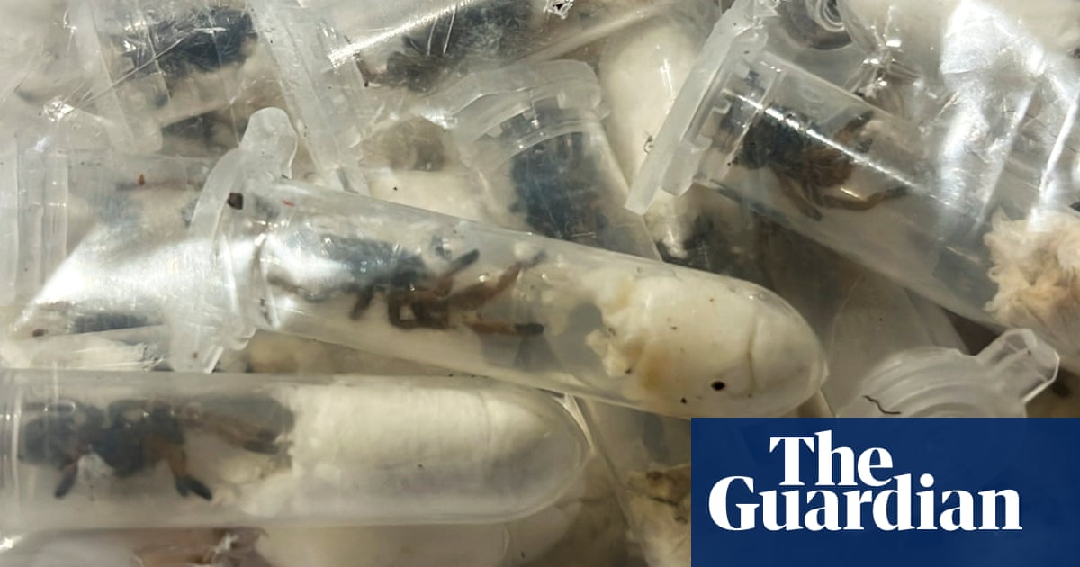 About 1,500 tarantulas found hidden in cake boxes at German airport | Germany