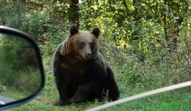 Bear Drags Biker to His Death in Romanian Mountains