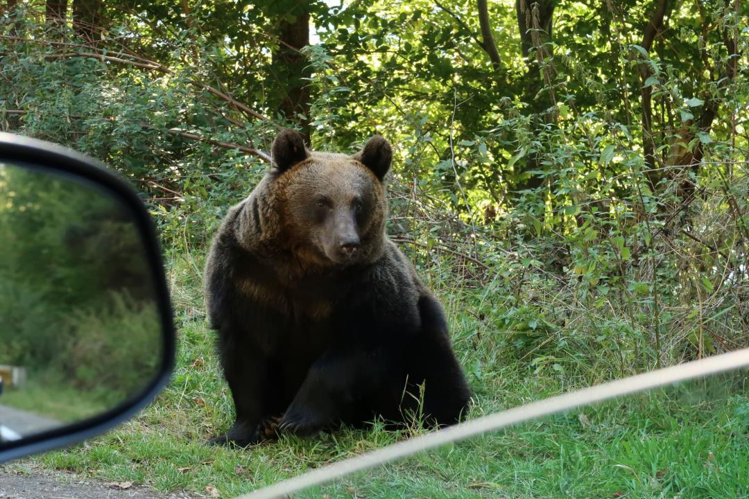 Bear Drags Biker to His Death in Romanian Mountains