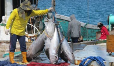 A changing environment — Pacific tuna industry threatened by climate change
