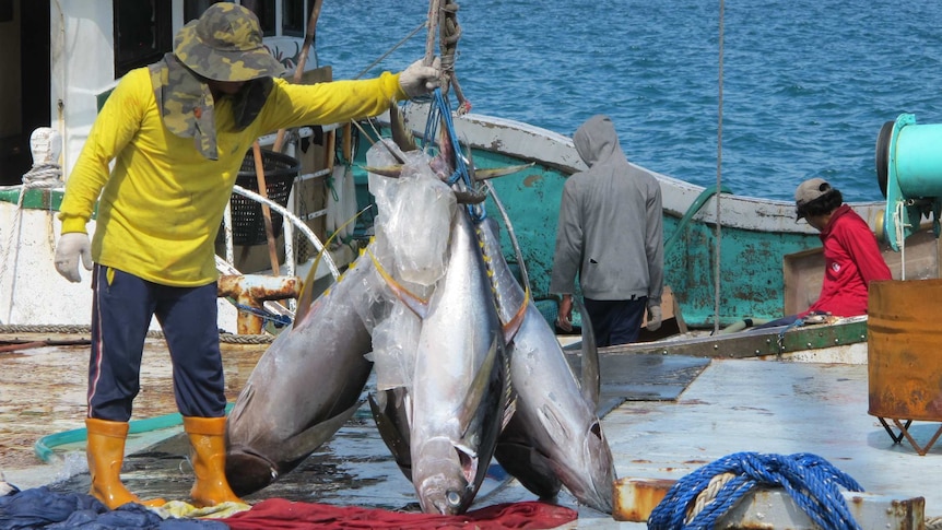 A changing environment — Pacific tuna industry threatened by climate change