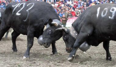 Electoralisme forcené - "Pratique cruelle" ou "tradition des Alpes" : des députés veulent faire interdire les combats de vaches, les éleveurs dénoncent une stigmatisation