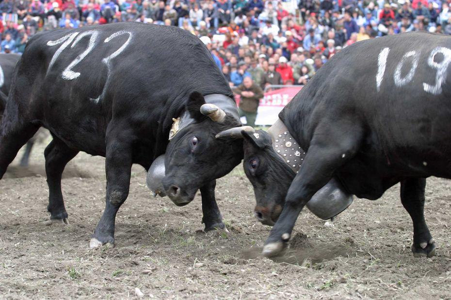 Electoralisme forcené - "Pratique cruelle" ou "tradition des Alpes" : des députés veulent faire interdire les combats de vaches, les éleveurs dénoncent une stigmatisation