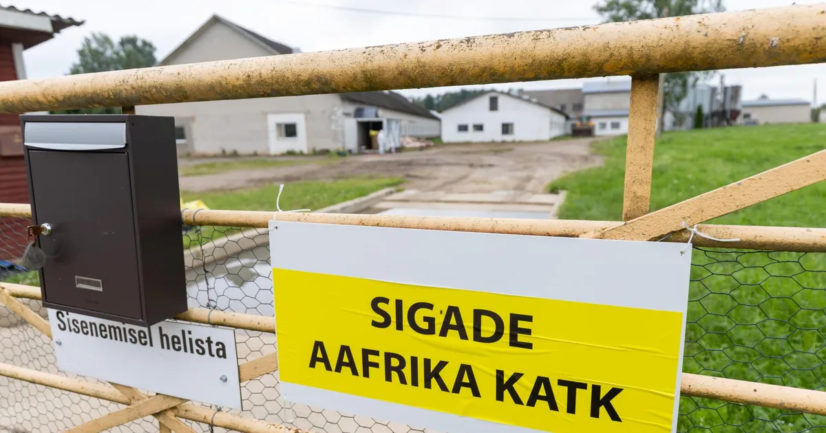 SEAD HUKATAKSE ⟩ Viljandimaal tuvastati sigade Aafrika katk 4500 seaga farmis