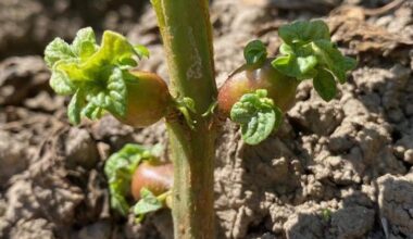 Luxembourg must protect its crops against new pests