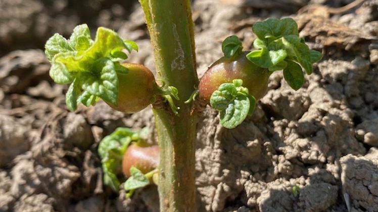 Luxembourg must protect its crops against new pests