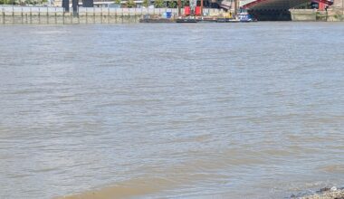 Two Canadian geese sunbathing at Thames beach today ⛱️