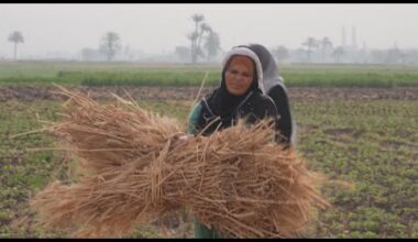 La injusticia laboral abruma a las trabajadoras agrícolas en Egipto • FRANCE 24 Español