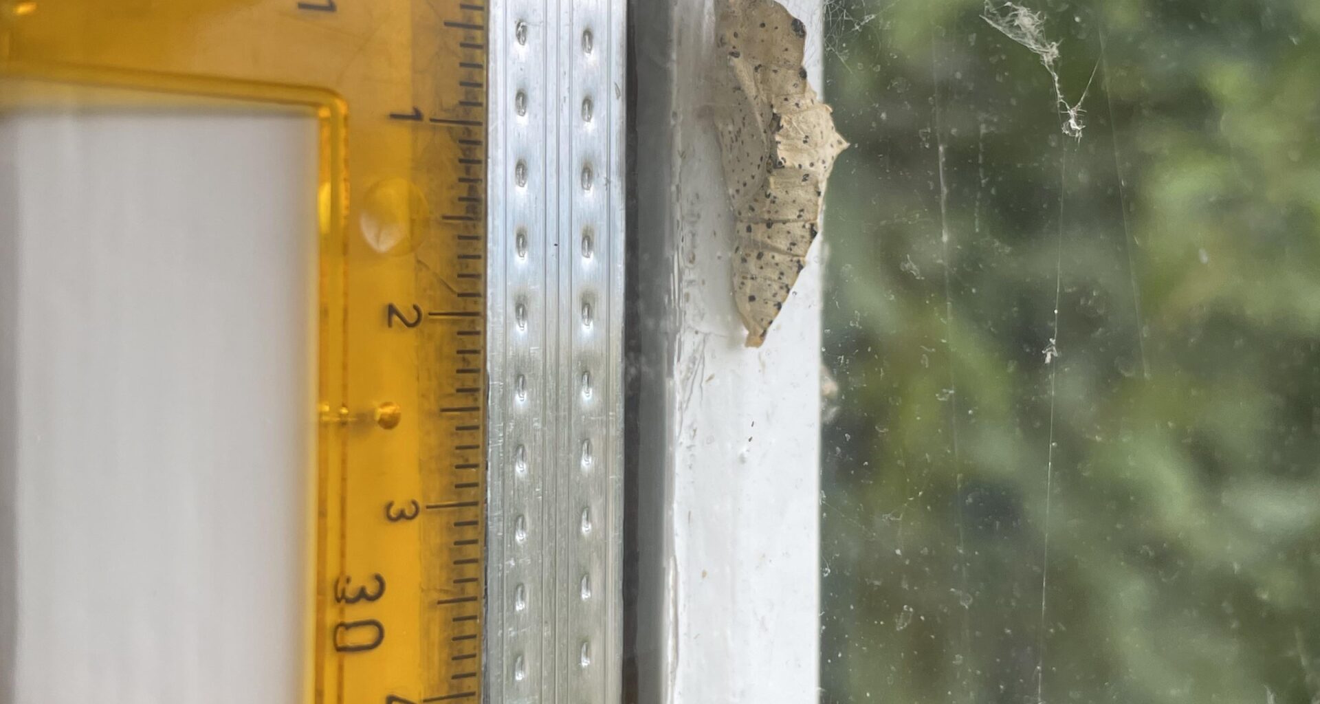 Wer hat sich da verpuppt? (ca. 2cm lang, schweizer Mittelland)