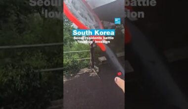 South "Korea: Seoul residents battle #lovebug invasion • FRANCE 24 English
