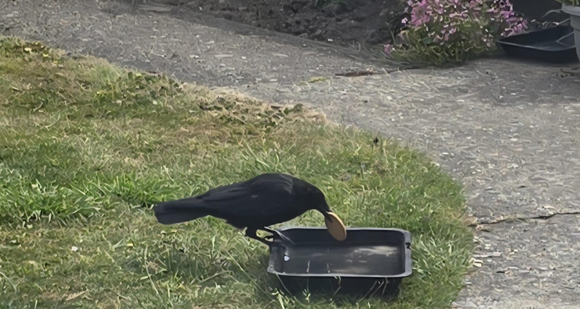 Even the Crows Dunk Biscuits