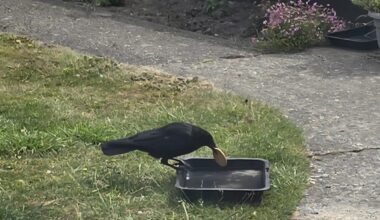 Even the Crows Dunk Biscuits