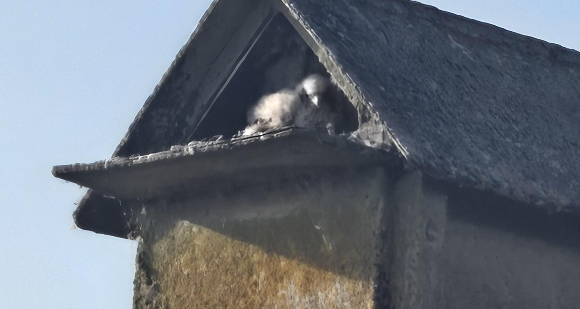 The box I run past is full of peregrine falcon babies!