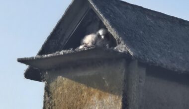The box I run past is full of peregrine falcon babies!