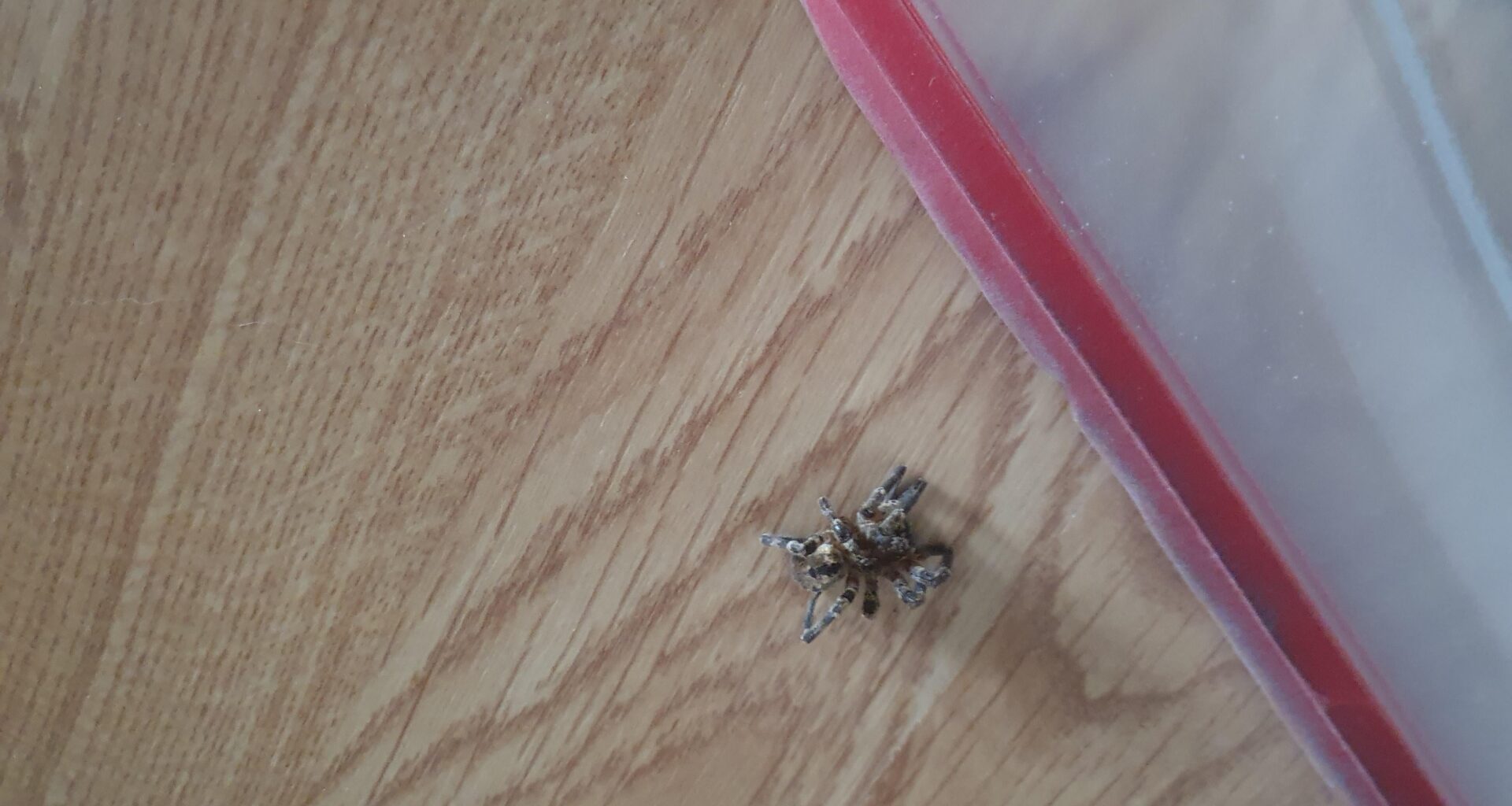 Wat voor spin is dit?