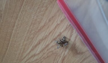 Wat voor spin is dit?