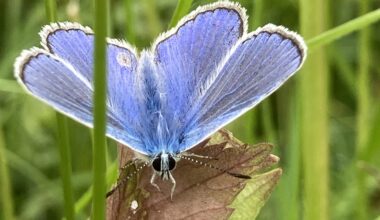 Hauhechel-Bläuling, so ein schöner 🦋