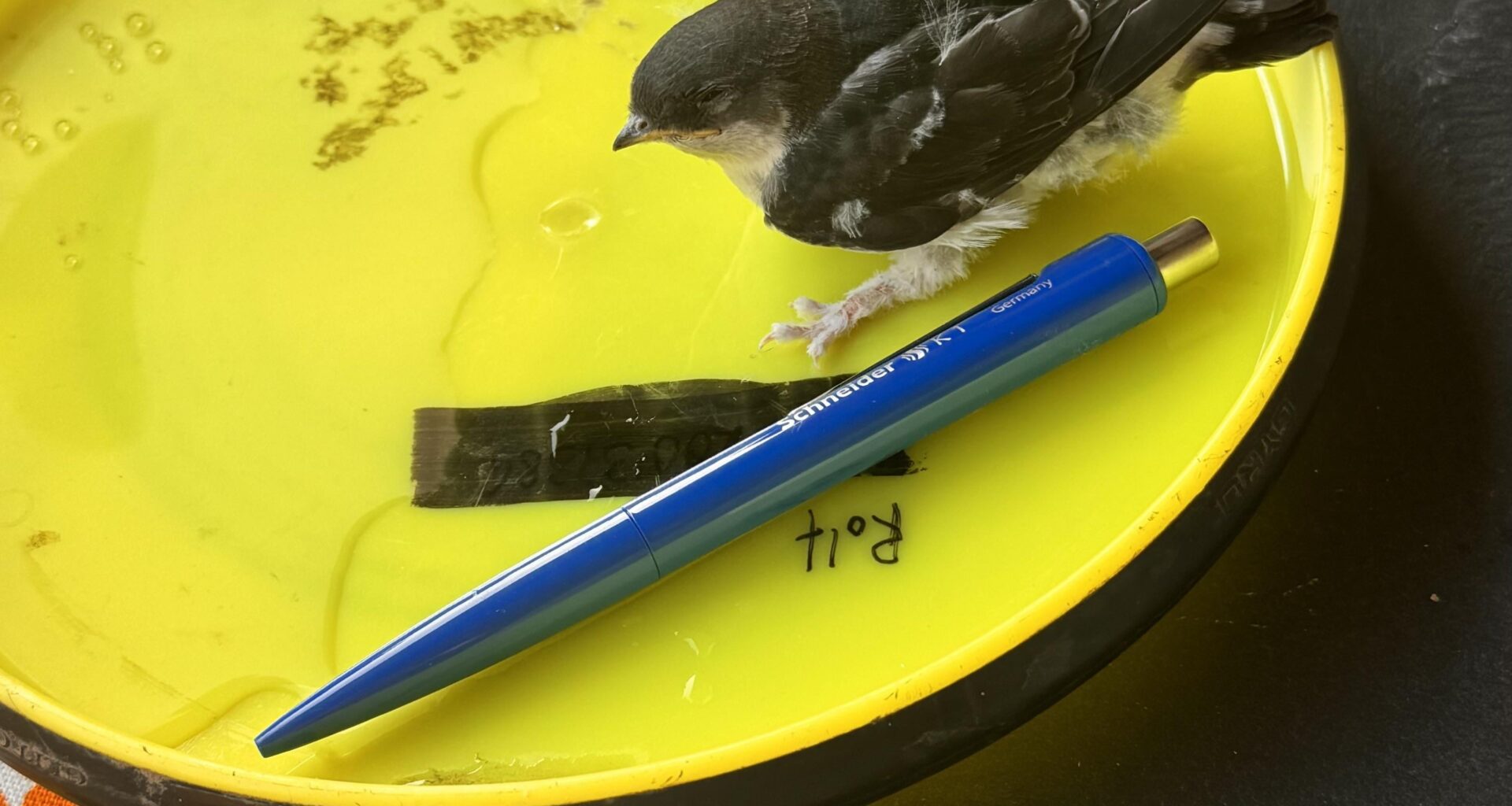 Junge Schwalbe gefunden, was tun?