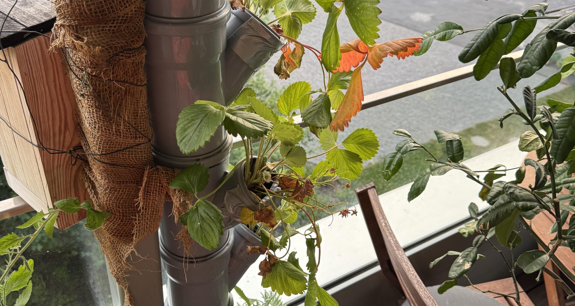 Balcony plants