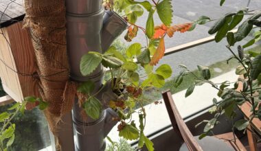 Balcony plants