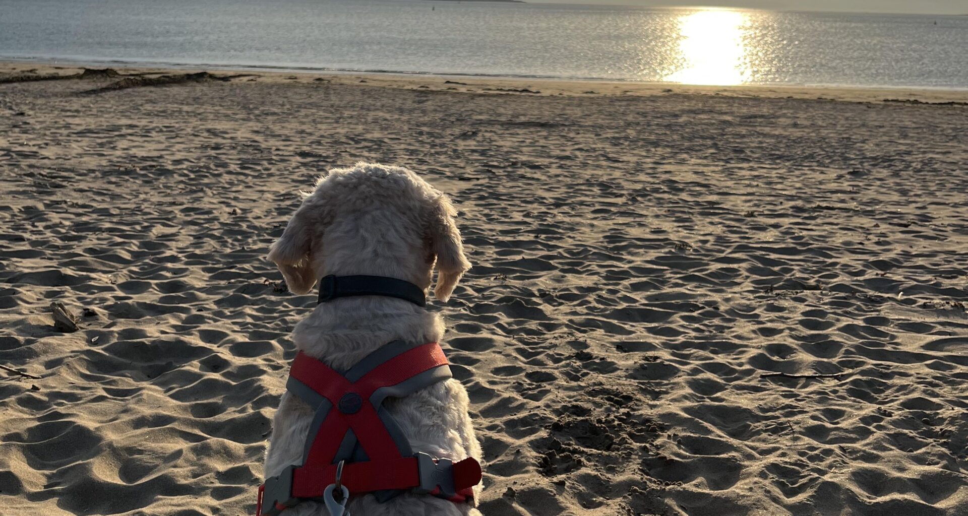 Lucky to live near such a gorgeous beach!