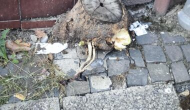 Erstaunliches Fugenwachstum - S03 E07 - Game over