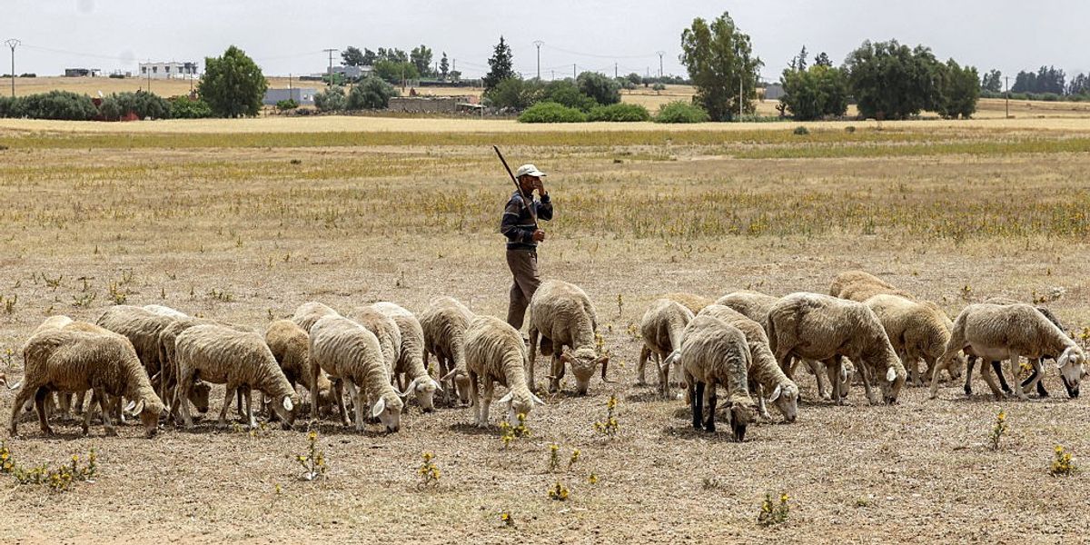 Climate Change Fueling 'Most Widespread and Damaging' Droughts in History: UN Report