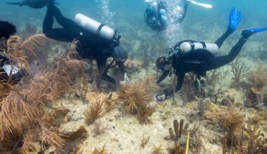 This image provided by the University of Miami Rosenstiel School shows divers planting a crossbred coral species from Honduras on Tuesday, July 1, 2025 off the coast of Miami to help Florida