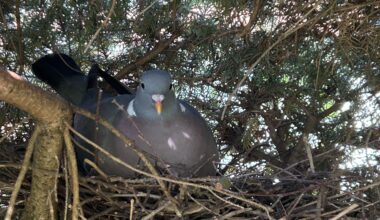 Mitbewohner mit Kulleraugen Update