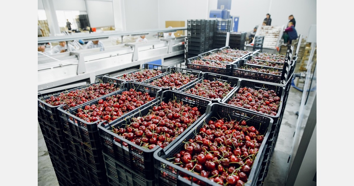 Despite frost, Moldovan cherries are being exported to Italy
