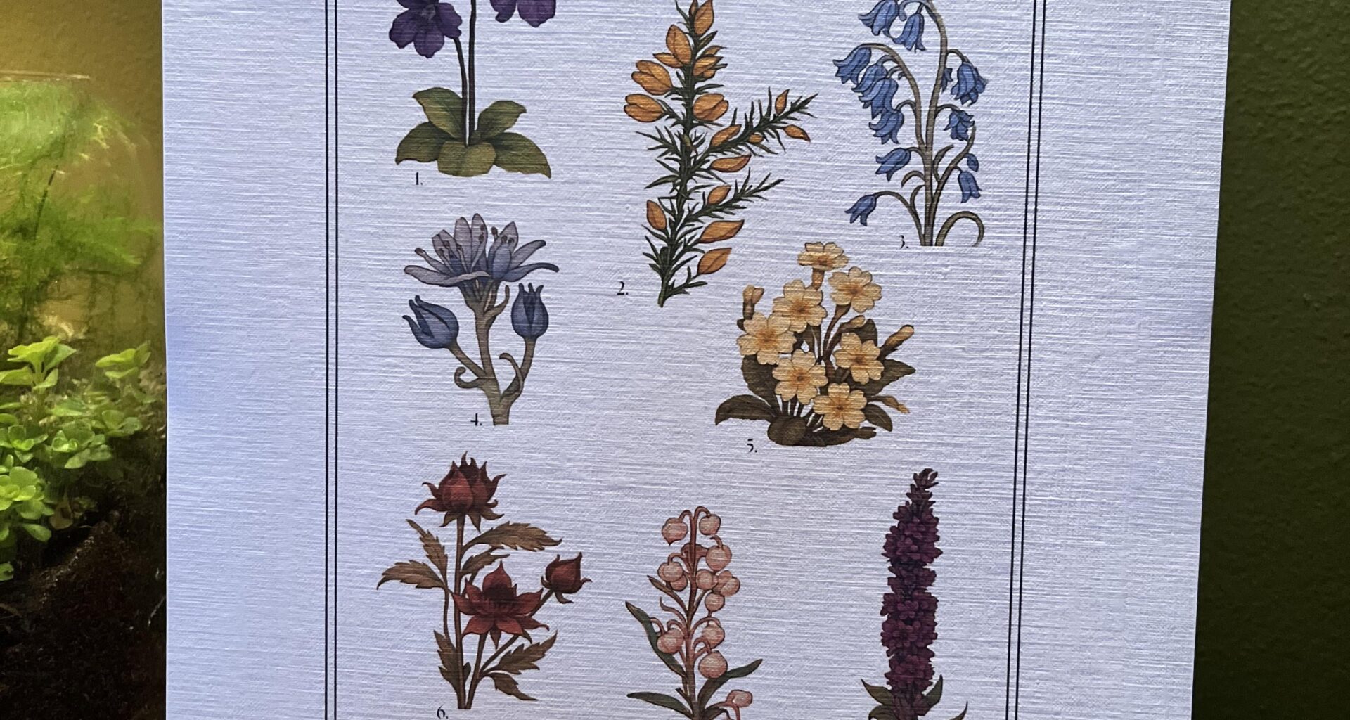 Just wanted to share print! There’s so many beautiful wildflowers here it was hard to narrow them down