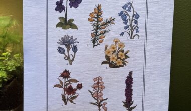 Just wanted to share print! There’s so many beautiful wildflowers here it was hard to narrow them down