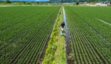 Japan's rice price shock exposes PM Ishiba to voter anger as election looms
