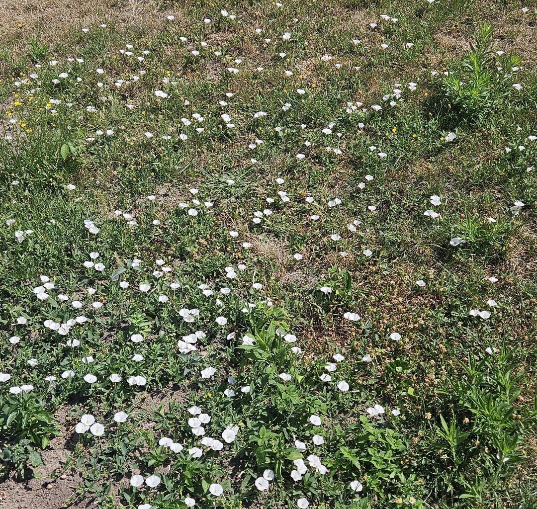 Was ist das und wie bekomme ich das über meinen ganzen Rasen? Finde das super schön 🌻