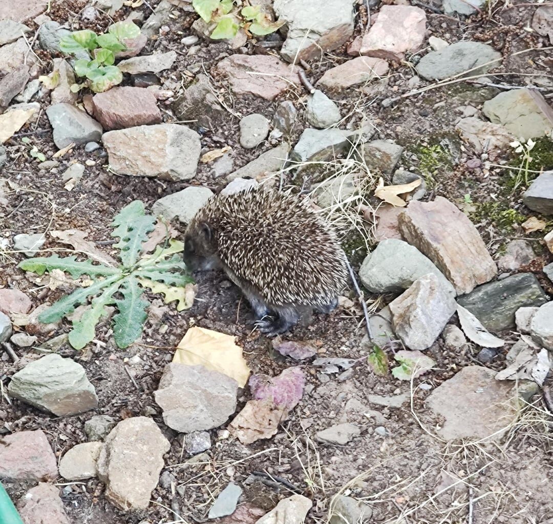 Igel im Garten