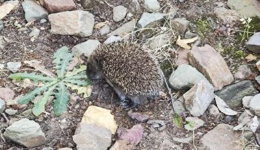 Igel im Garten