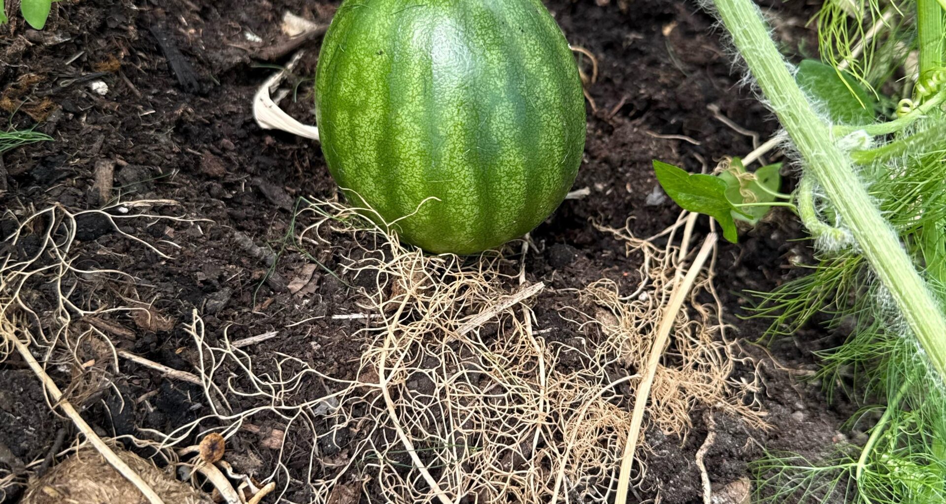 Wassermelone 🍉 wächst