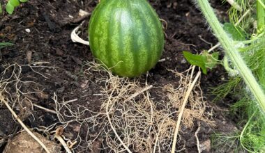 Wassermelone 🍉 wächst