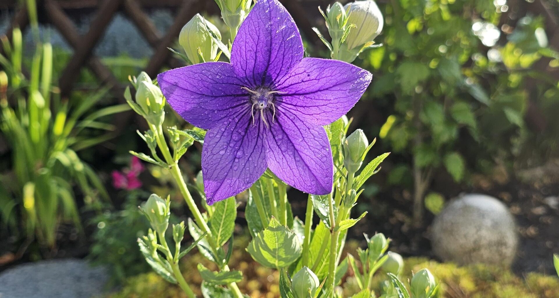 Ballonblume