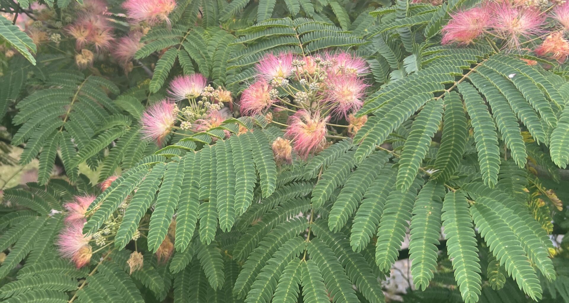 Blüte am Schlafbaum (Albizia julibrissin var Rosea)